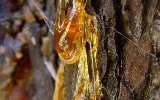 راتنج الأرز: الفوائد والأضرار ، وكيفية تناوله