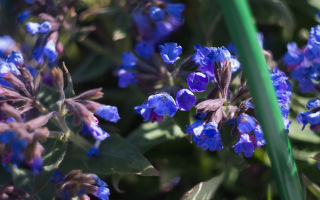 Lungwort medicinale: foto, proprietà medicinali, applicazione