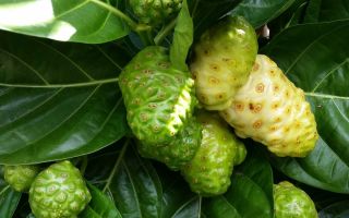 Morinda (noni): benefici di estratto, olio, radice di frutta, applicazione