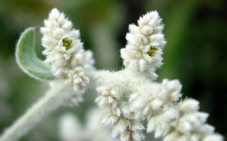Το γρασίδι είναι μισό-πεσμένο: οδηγίες χρήσης, σύνθεση, κριτικές