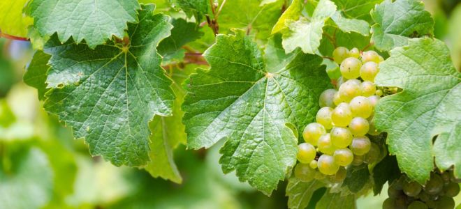 Ползите и вредите от гроздови листа, рецепти