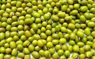 С какво са полезни бобовите растения?