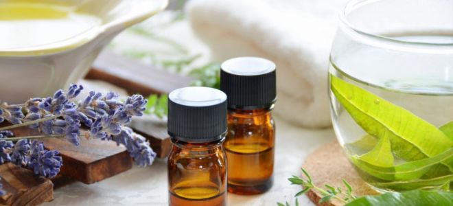 Verwendung und Eigenschaften von ätherischem Zitronenverbenaöl