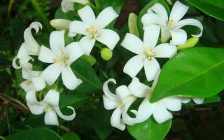 Muraya: χρήσιμες ιδιότητες και αντενδείξεις