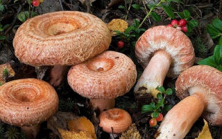 As ondas são úteis?