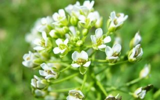Campo Yarutka: proprietà medicinali, controindicazioni, applicazione