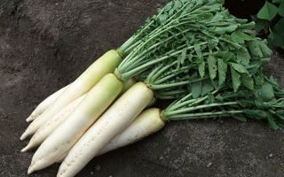 Daikon: proprietà utili e controindicazioni
