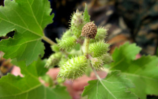 Cocklebur ordinario: foto, controindicazioni e applicazione