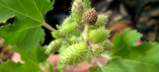 Cocklebur gewöhnlich: Foto, Kontraindikationen und Anwendung