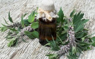 Motherwort: лечебни свойства и противопоказания, как да приемате