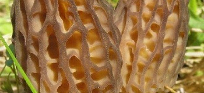 Смурчета: полезни свойства, как изглеждат, къде растат и кога да се берат