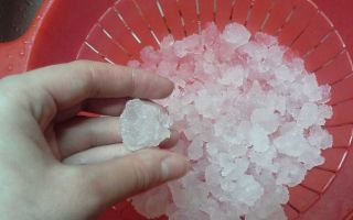 Тибикос (тиби, морски ориз): лечебни свойства и употреба, състав