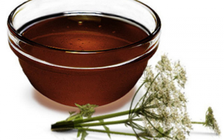 Miel de angélica: propiedades útiles, contraindicaciones, revisiones.