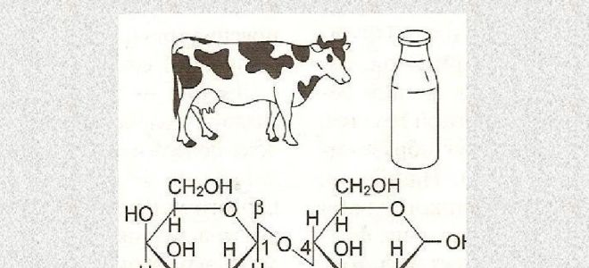 Лактоза: където се съдържа, ползи и вреди