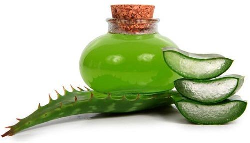 Агава: користи и штета, лековита својства, фотографије и опис биљке